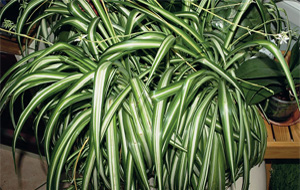 Хлорофитум (Chlorophytum) 
