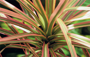 Драцена (Dracaena) 