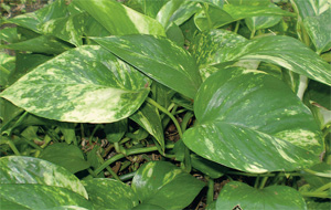 Филодендрон (Philodendron) 