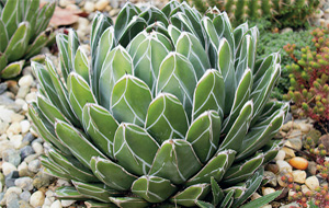 Агава (Agave) 
