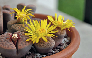 Литопс (Lithops)
