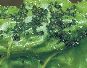 Тля средства борьбы народные